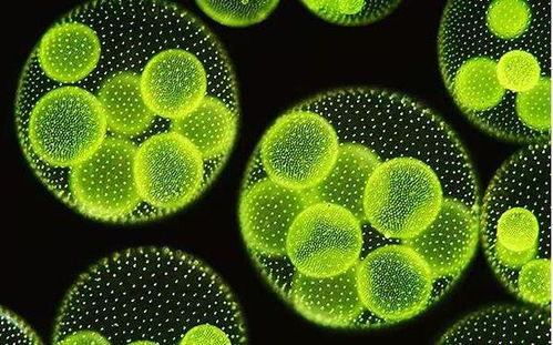 原核生物拟核结构与染色体缺失探讨及生物基材料技术研发