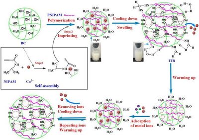 基于多糖细菌纤维素的温敏性分子印迹技术 生物基材料在重金属吸附领域的创新研发