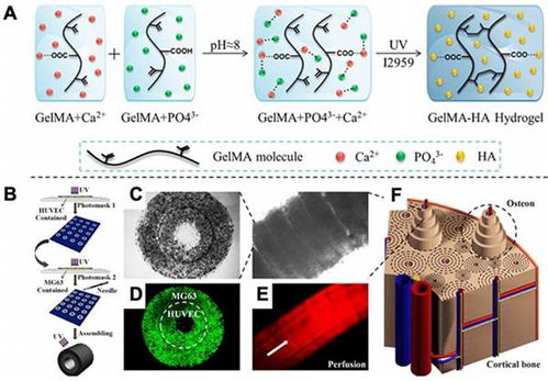 光聚合生物材料与基于光的3D打印策略 生物基材料在生物医学应用中的前沿综述