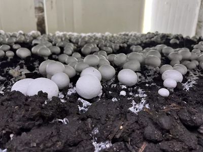 江都大桥 科技赋能蘑菇产业，智能种植与生物基材料研发引领绿色未来